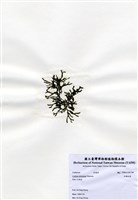 藏品(交織松藻)的圖片